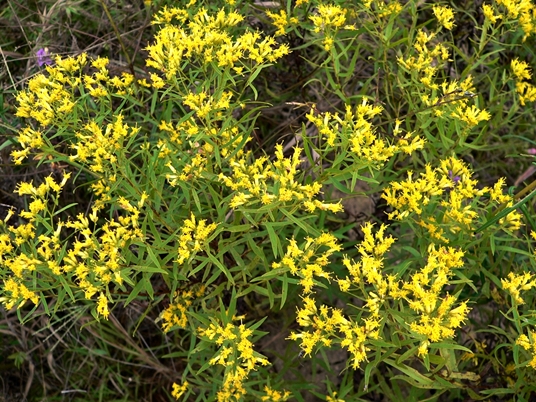 {Euthamia caroliniana}